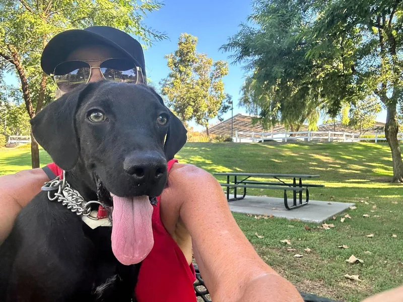 A young medium-sized female Labrador Retriever dog named Frida for adoption in San Diego, CA