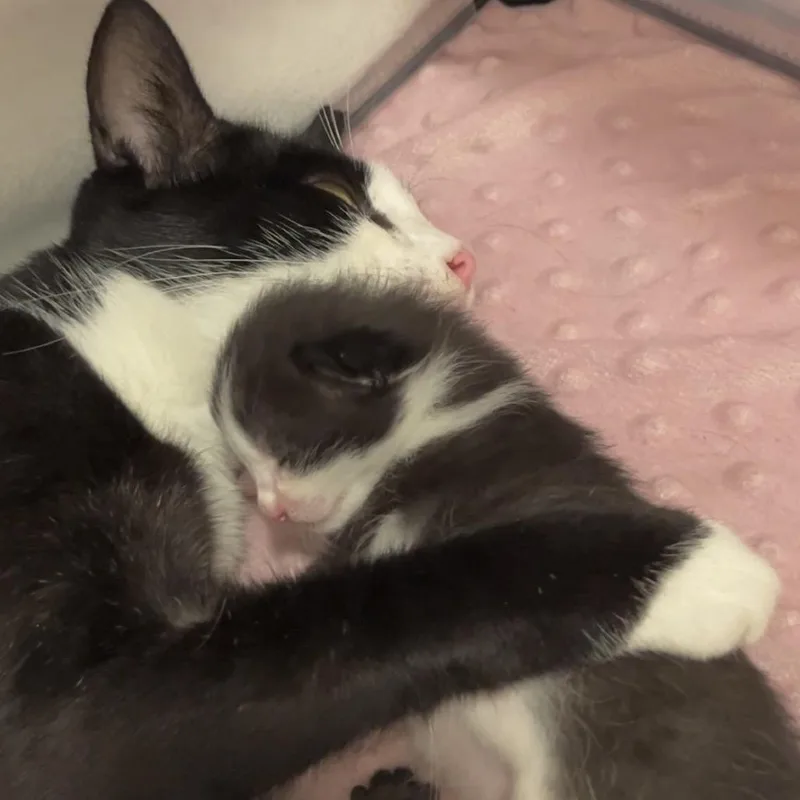 An adult medium-sized female Domestic Short Hair cat named Avondale for adoption in Chicago, IL