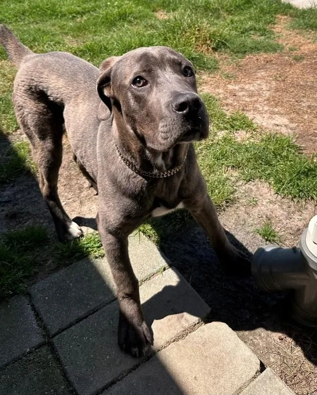 A young large-sized male Brindle Cane Corso dog named Tiny Tim for adoption in Suffolk, VA
