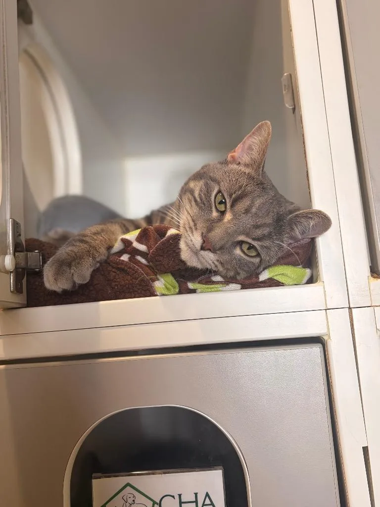 Rc Daley thumbnail 2