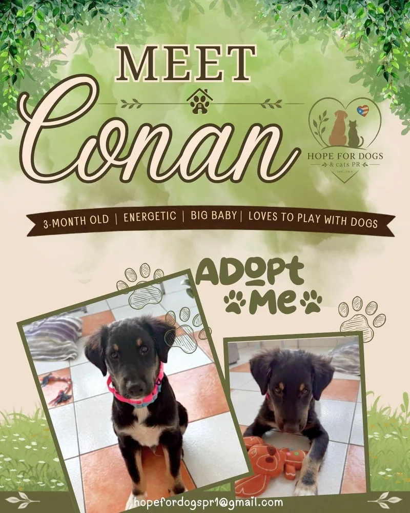 A young small-sized male Bernese Mountain Dog dog named Conan for adoption in Pleasant Valley, NY