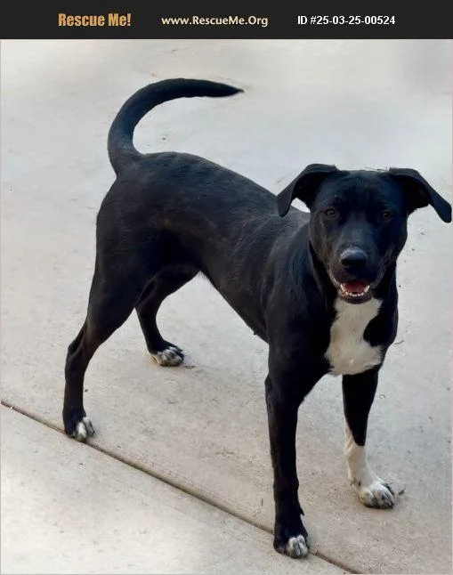 A young medium-sized female Black Labrador Retriever dog named Darla for adoption in Coarsegold, CA