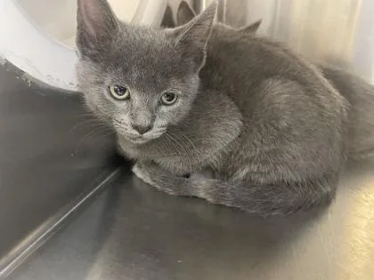 A baby small-sized unknown Domestic Short Hair cat named Bobby for adoption in Independence, MO