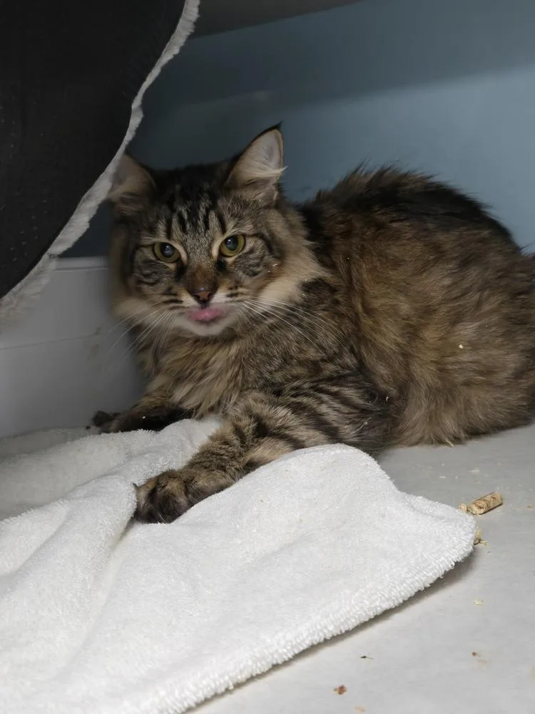 An adult medium-sized female Domestic Long Hair cat named Virgo Fluff Nugget for adoption in Fort Walton Beach, FL