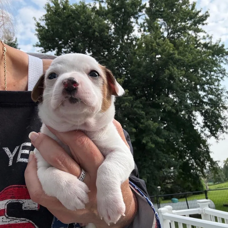 A baby small-sized male White / Cream Chihuahua dog named Firefly for adoption in Normal, IL