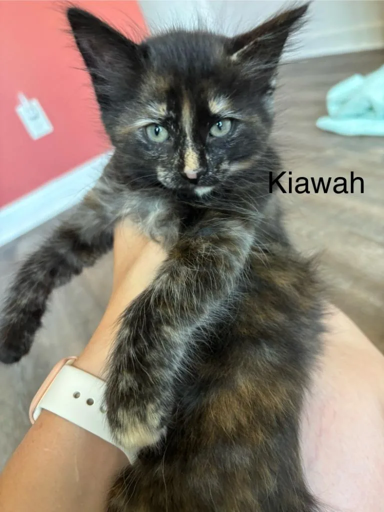 A young small-sized female Domestic Medium Hair cat named Kiawah for adoption in Clinton, SC