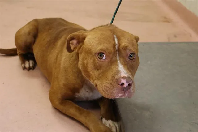A young medium-sized male Mixed Breed dog named Gunner for adoption in Columbia, SC
