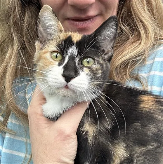 A baby medium-sized female Domestic Short Hair cat named Georgia for adoption in Dallas, TX