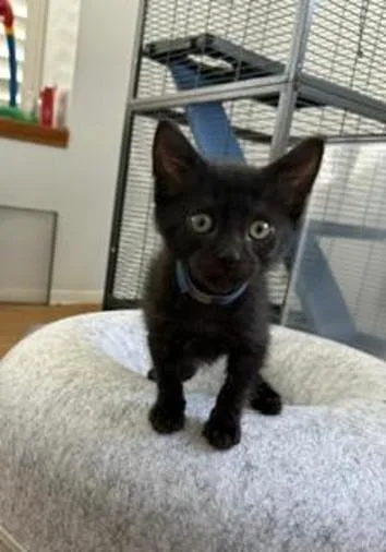 A baby small-sized male Domestic Short Hair cat named Poe for adoption in Camarillo, CA