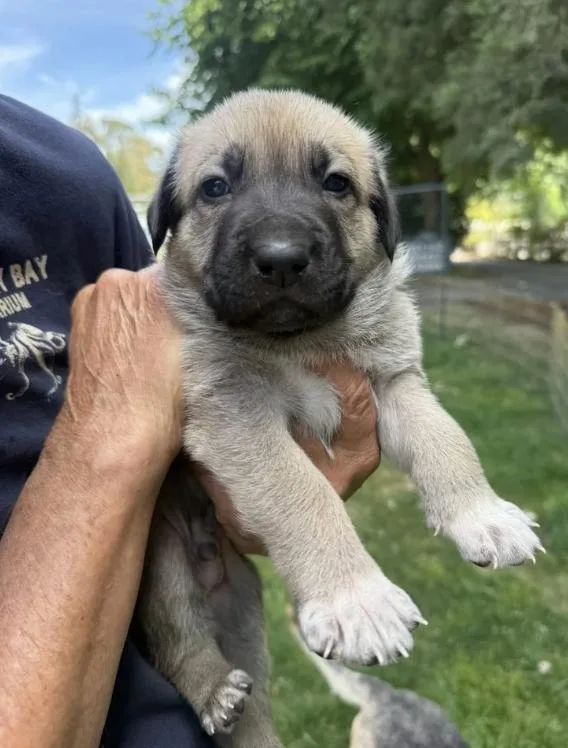 A baby medium-sized male Apricot / Beige German Shepherd Dog dog named The Sandlot Litter for adoption in Davis, CA