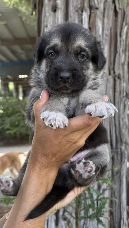 The Sandlot Litter thumbnail 2