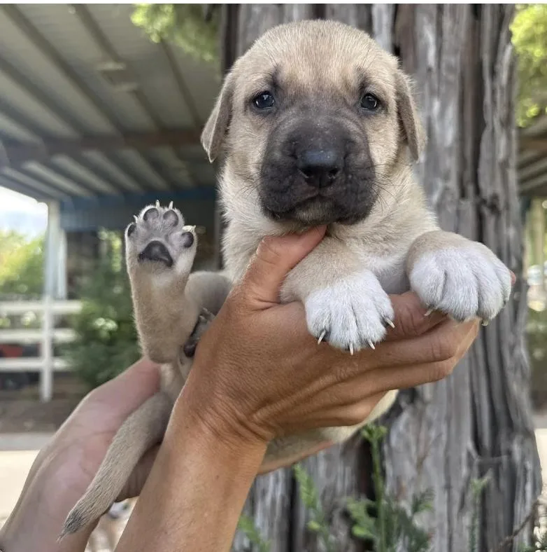 The Sandlot Litter thumbnail 3