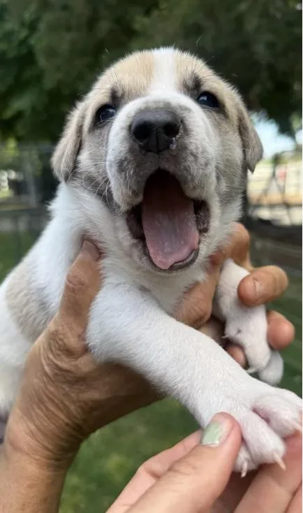 The Sandlot Litter thumbnail 4