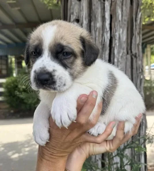 The Sandlot Litter thumbnail 5