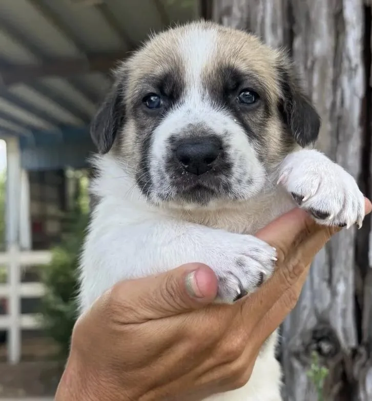 The Sandlot Litter thumbnail 6