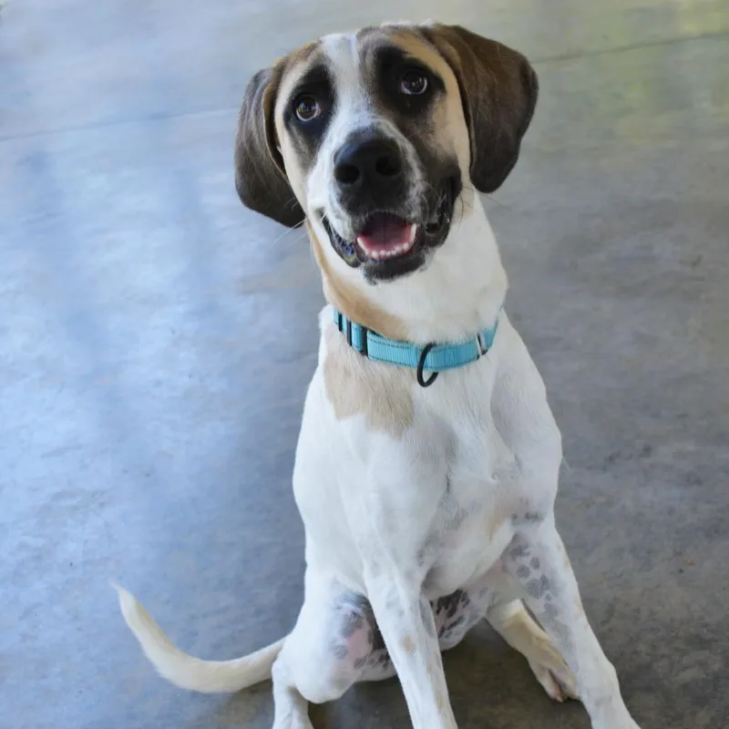 Goofy thumbnail 4