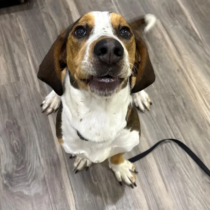 Copper aka Brody