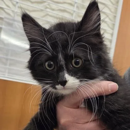 A baby small-sized male Domestic Medium Hair cat named Biscuit for adoption in Voorhees, NJ