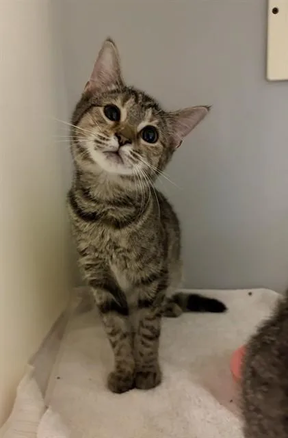 A baby small-sized female Domestic Short Hair cat named Secilia for adoption in Statesville, NC