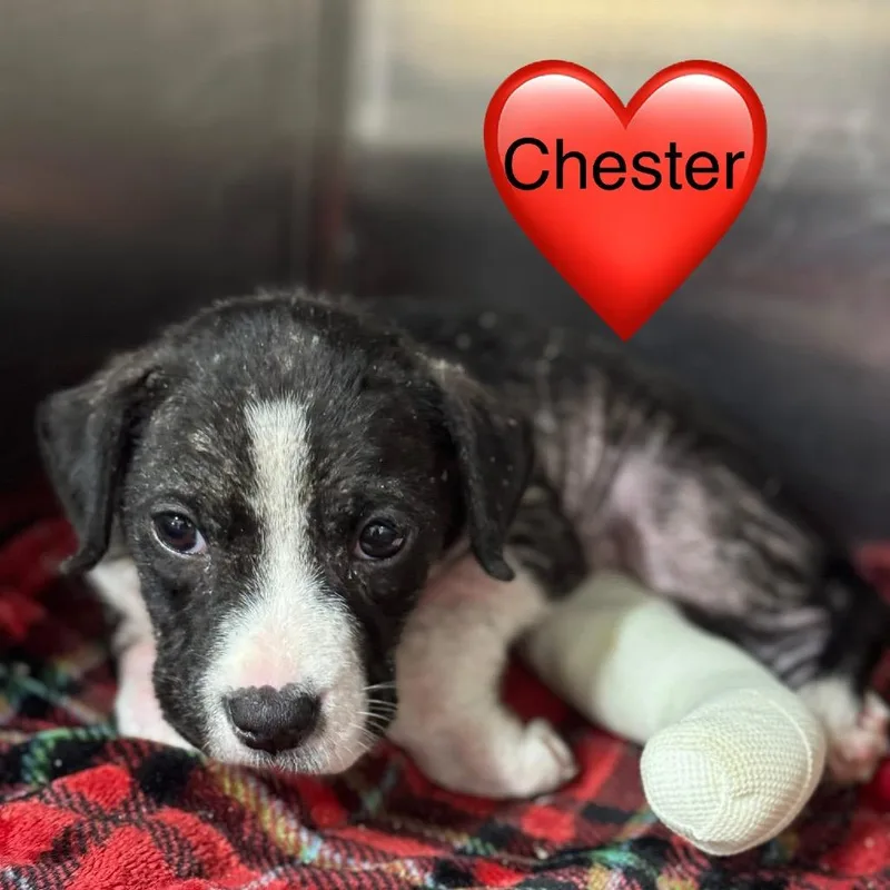 Chester thumbnail 2