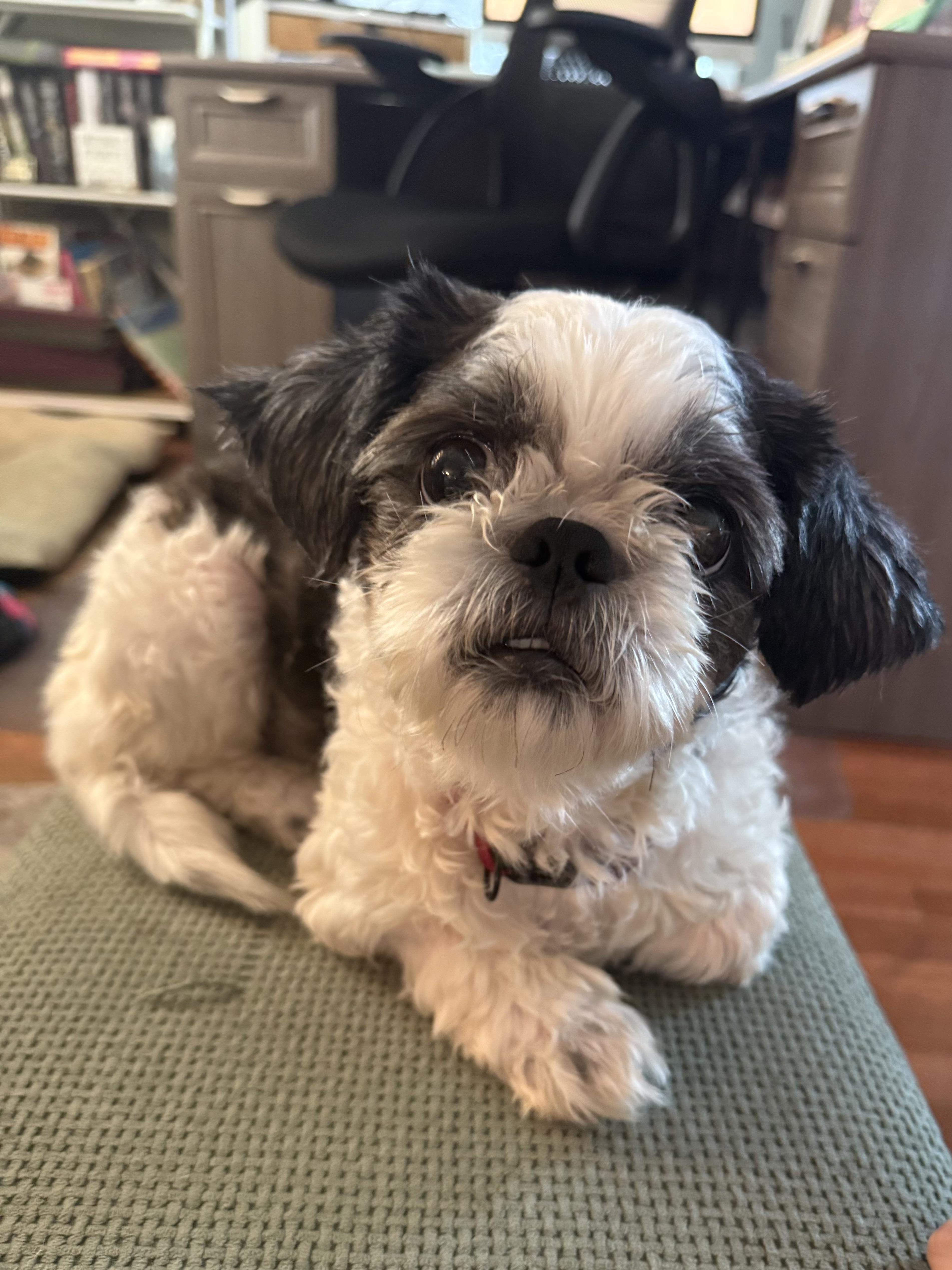 An adult small-sized male Shih Tzu dog named Oreo for adoption in Texarkana, TX