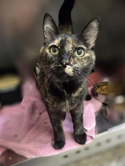 An adult medium-sized female Domestic Medium Hair cat named Cathy for adoption in Westland, MI