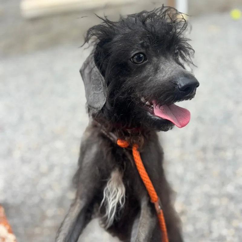 An adult small-sized male Black Mixed Breed dog named Koa for adoption in York, PA