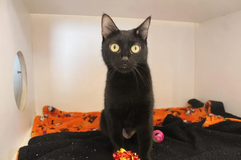 An adult medium-sized female Black Domestic Short Hair cat named Magical Department of Complaints for adoption in Chestertown, MD
