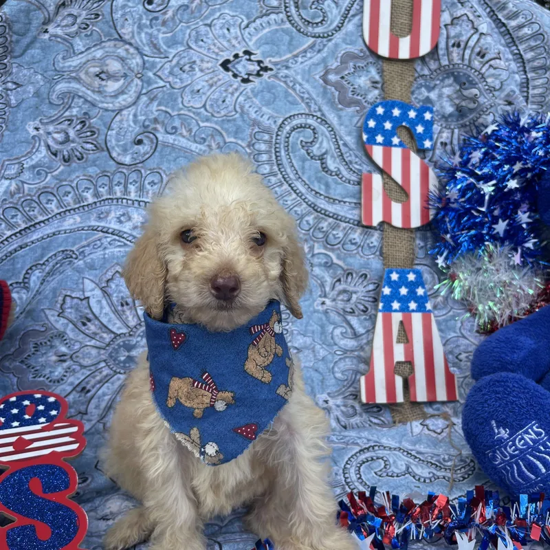 A baby medium-sized female Goldendoodle dog named Brianna for adoption in Sebring, FL