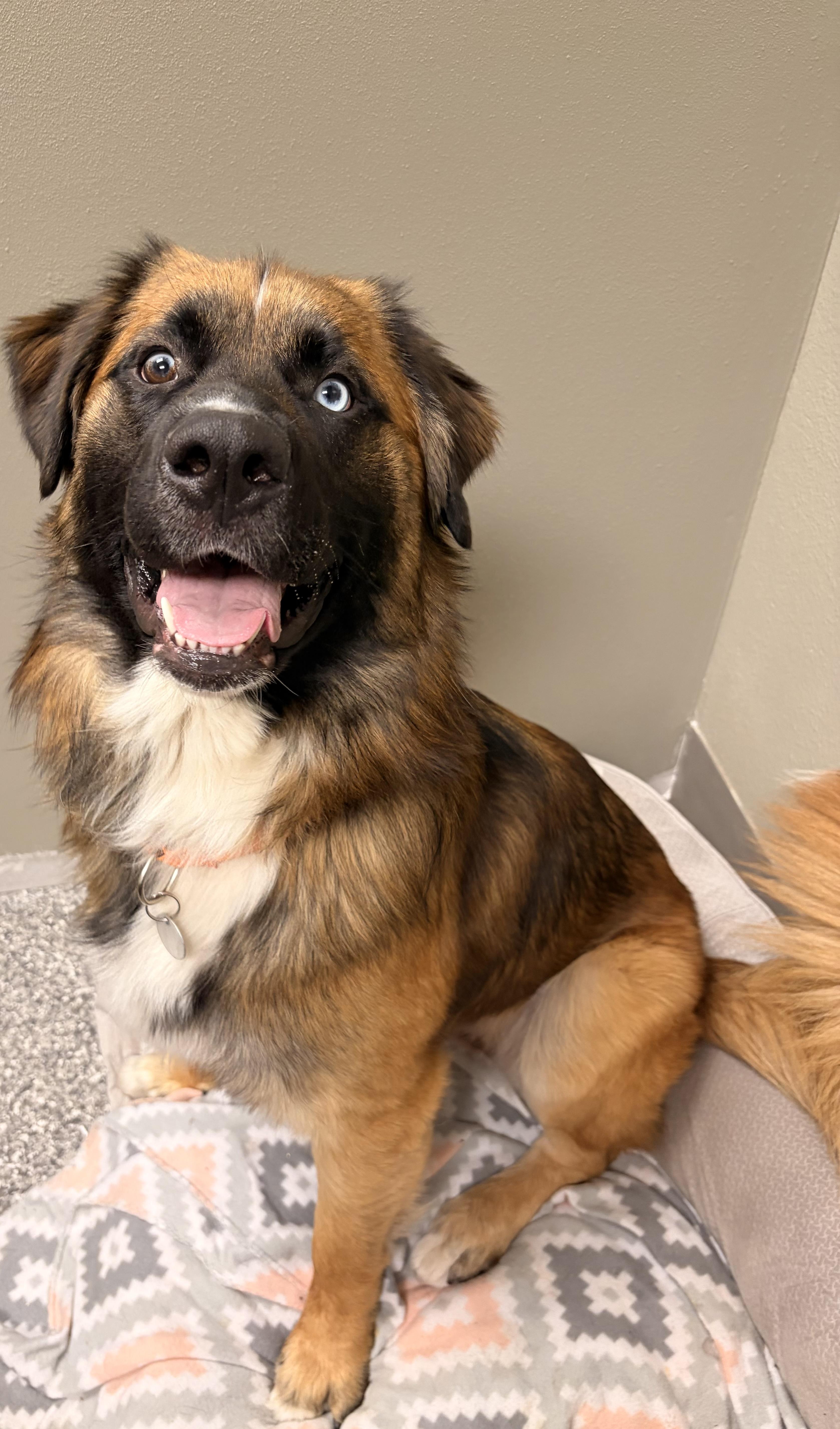 A young large-sized male Leonberger dog named River for adoption in Redmond, OR