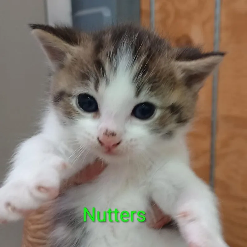 Nutters thumbnail 2