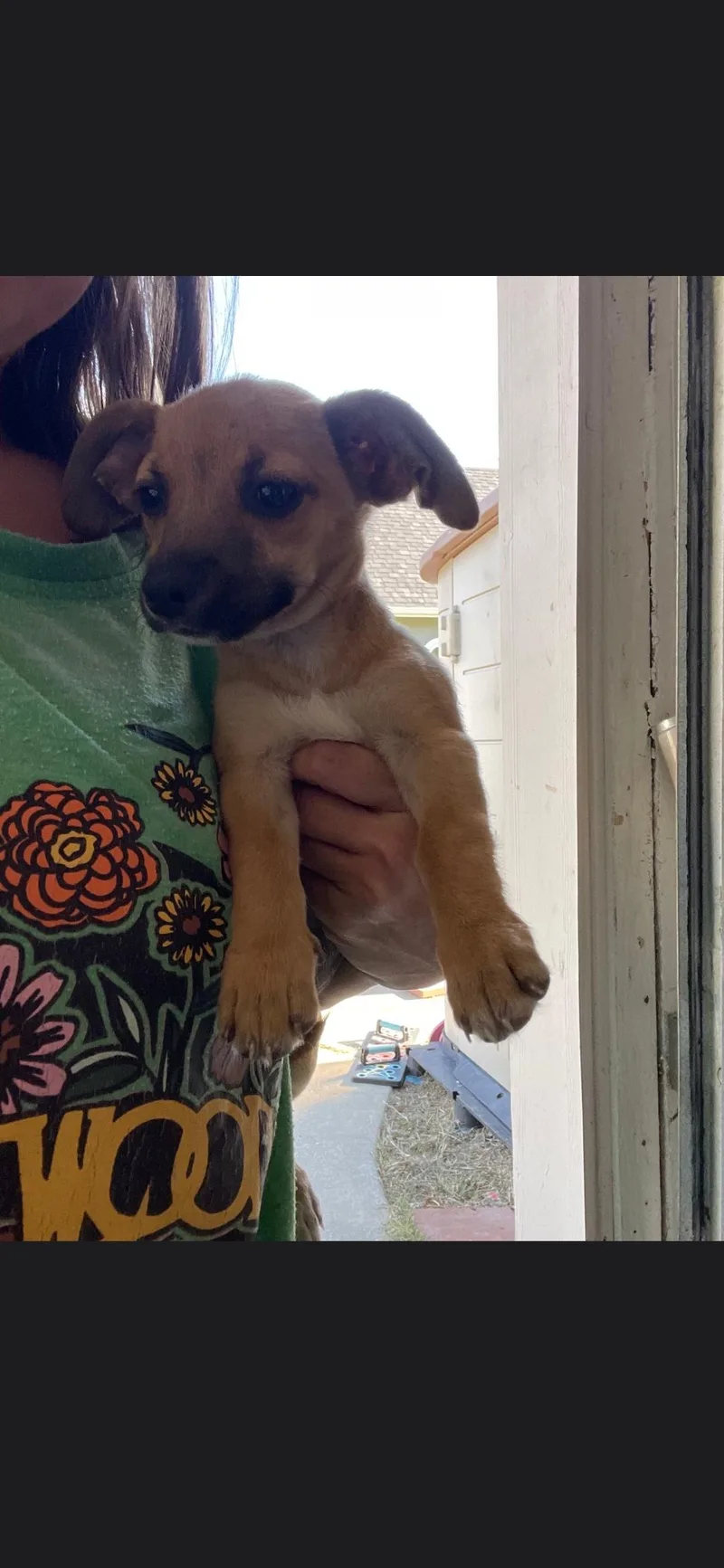 A baby small-sized female Chihuahua dog named Winnie for adoption in Plano, TX