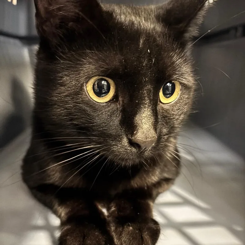 An adult large-sized male Black Domestic Short Hair cat named Cinderfella for adoption in Allentown, PA
