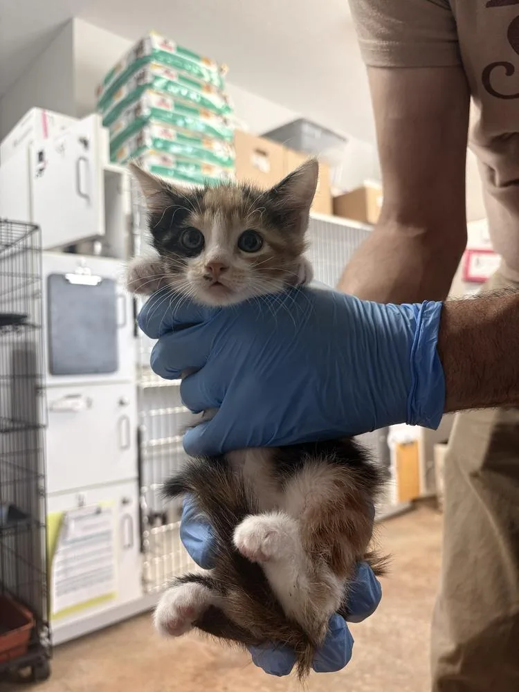 A baby small-sized female Domestic Short Hair cat named Pull for adoption in Bolivar, MO