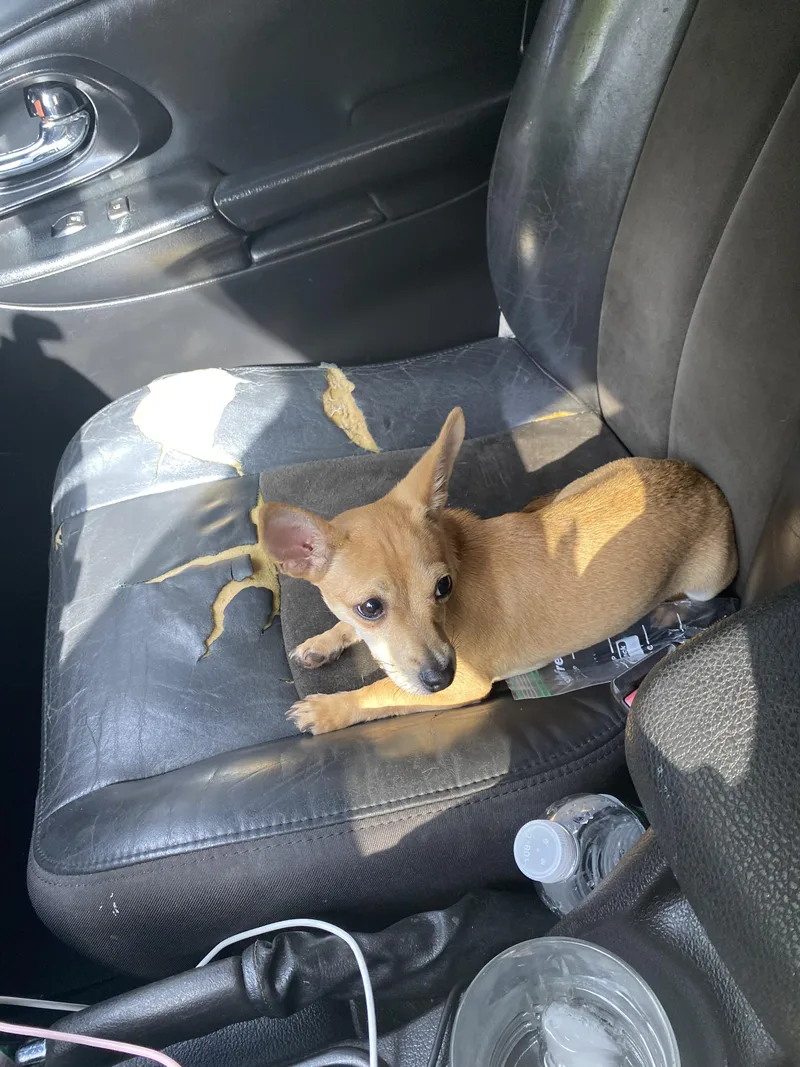 A young small-sized male Chihuahua dog named Paco for adoption in Hialeah, FL