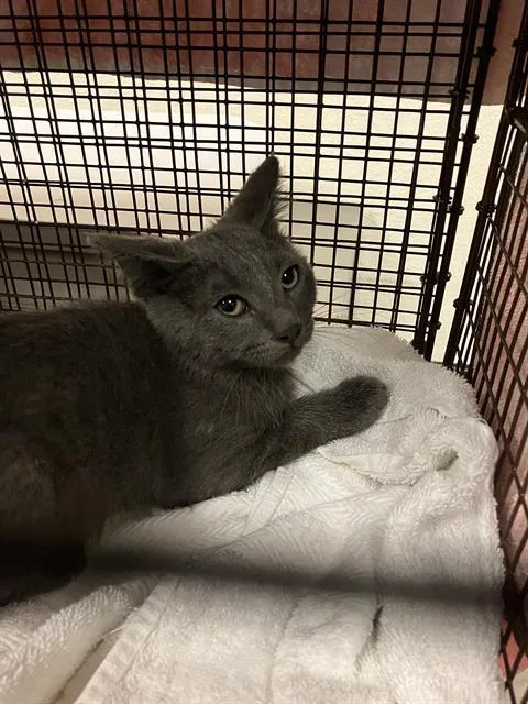An adult small-sized male Domestic Short Hair cat named A for adoption in Long Beach, CA