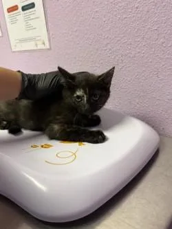 A baby small-sized female Black Domestic Short Hair cat named 60850187 for adoption in El Paso, TX