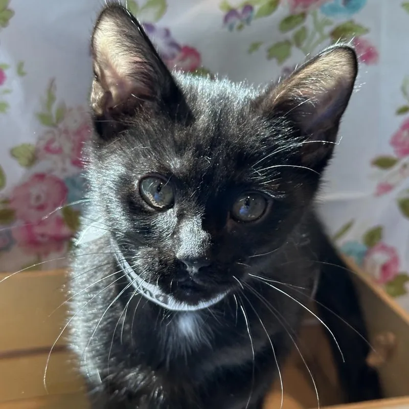 A baby small-sized female Black Domestic Short Hair cat named Sabrina for adoption in Matteson, IL