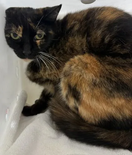 An adult large-sized female Domestic Short Hair cat named Vegeta for adoption in Honolulu, HI
