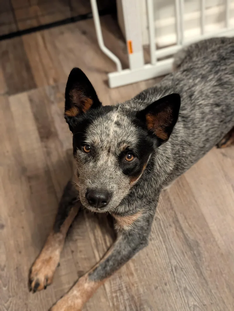 A young medium-sized male Australian Cattle Dog / Blue Heeler dog named Winston for adoption in Bloomingdale, GA