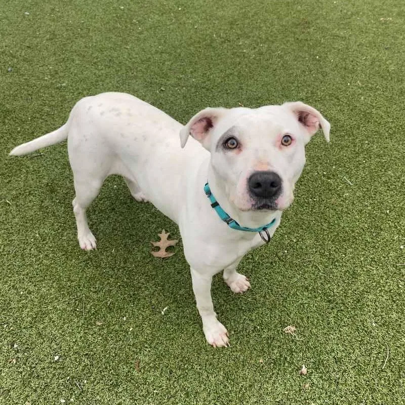 An adult medium-sized female Mixed Breed dog named Halo for adoption in New Bedford, MA