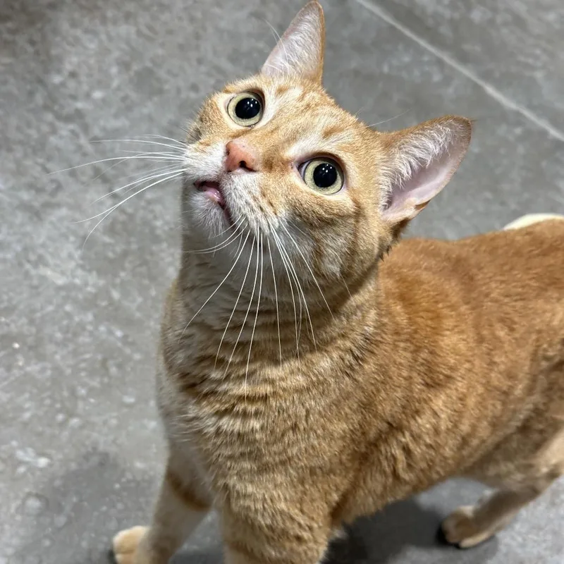 A senior large-sized male Orange / Red Domestic Short Hair cat named Marco for adoption in Matteson, IL