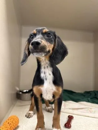A baby medium-sized female Hound dog named Zuzu for adoption in East Brookfield, MA