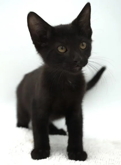 A young small-sized male Domestic Short Hair cat named Sombrero for adoption in Bowling Green, KY