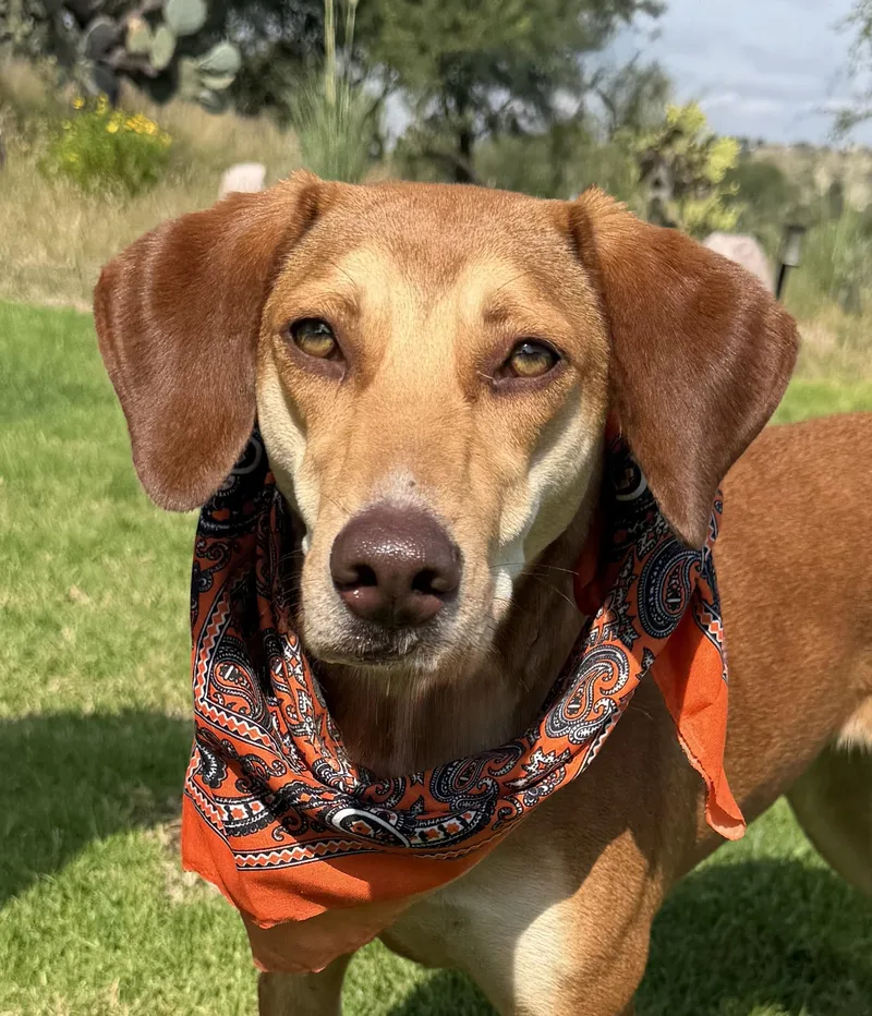 A young medium-sized female Golden Labrador Retriever dog named Cookie for adoption in Austin, TX