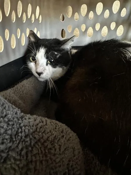 A young large-sized male Domestic Short Hair cat named Suits for adoption in Vallejo, CA