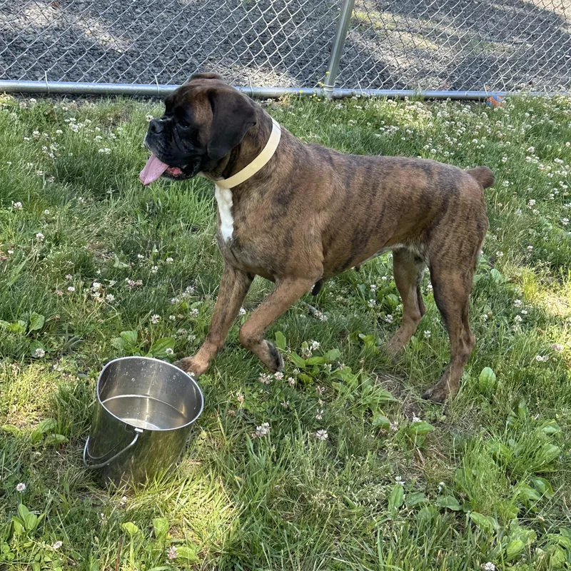 An adult medium-sized female Brindle Boxer dog named Lavana for adoption in Middlesex, NJ