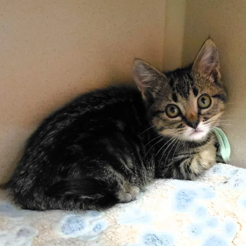 A baby small-sized female Gray / Blue / Silver Domestic Short Hair cat named Pebbles for adoption in Michigan City, IN