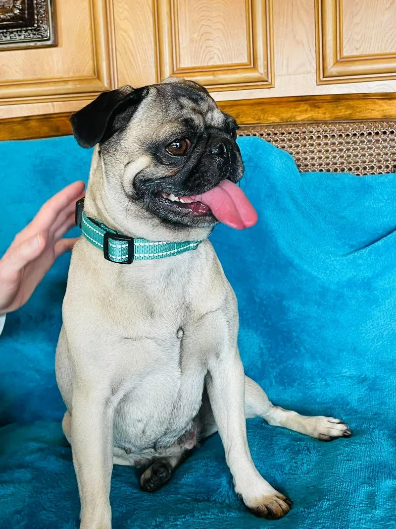 A young small-sized female Pug dog named Juliette for adoption in Boerne, TX