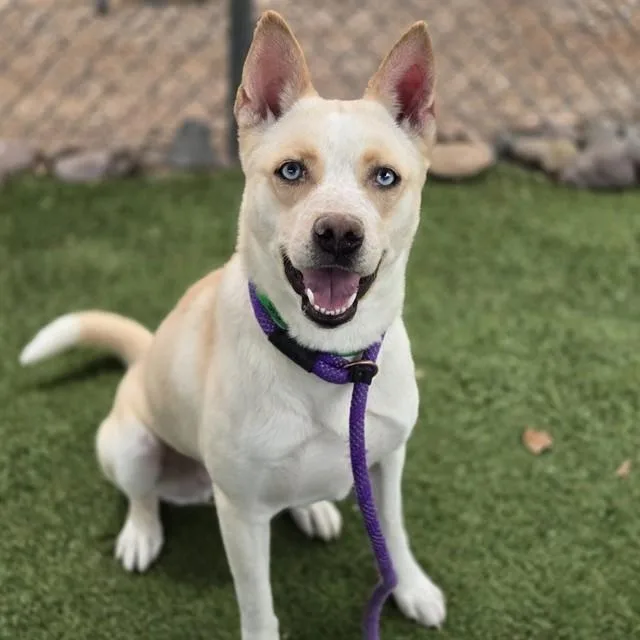 An adult large-sized female Husky dog named Winnie for adoption in Mesa, AZ